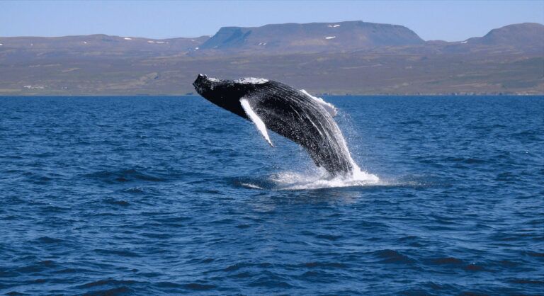 whale watching - humpback whale jumps fully out of the water, a beautiful breach