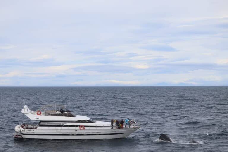 yacht in iceland