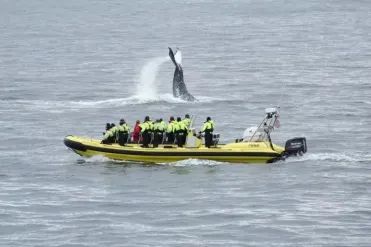 Whale Watching by RIB Speedboat from Downtown Reykjavik (1)