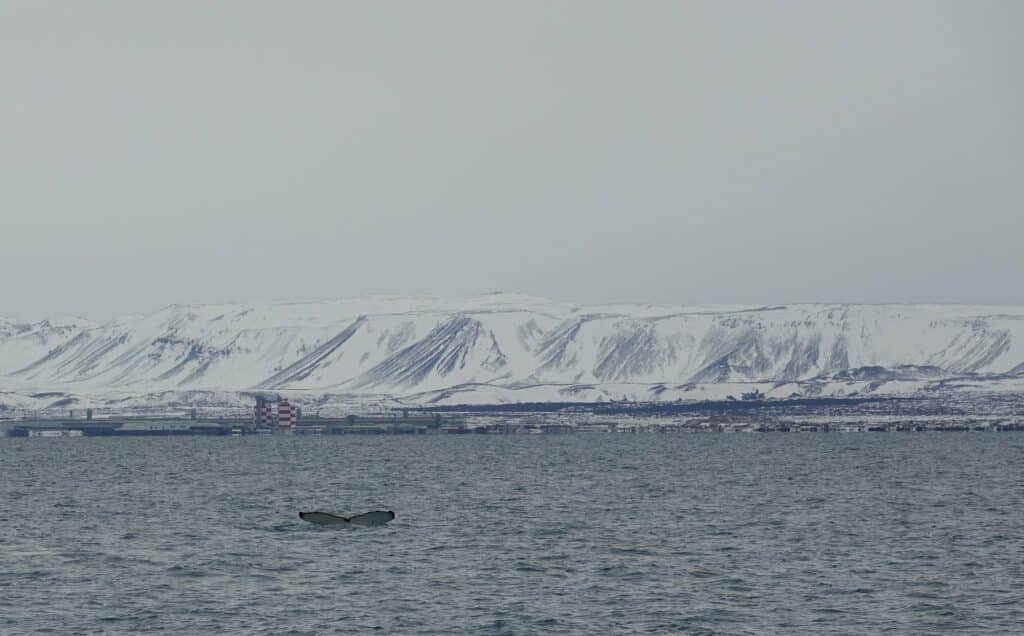 image is from a whale watching tour in Iceland, the landscape is covered in snow, the whale is breathing in the ocean.