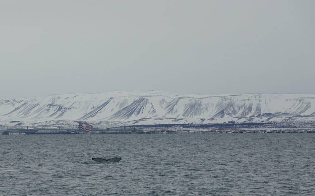 image is from a whale watching tour in Iceland, the landscape is covered in snow, the whale is breathing in the ocean.