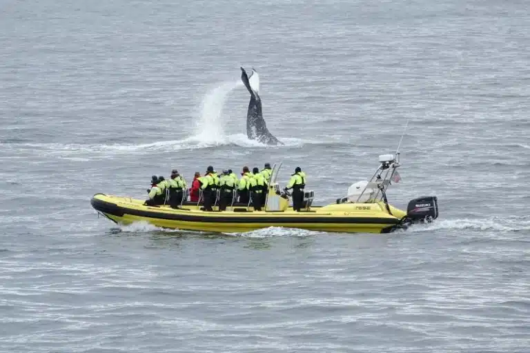 Whale Watching by RIB Speedboat from Downtown Reykjavik (1)